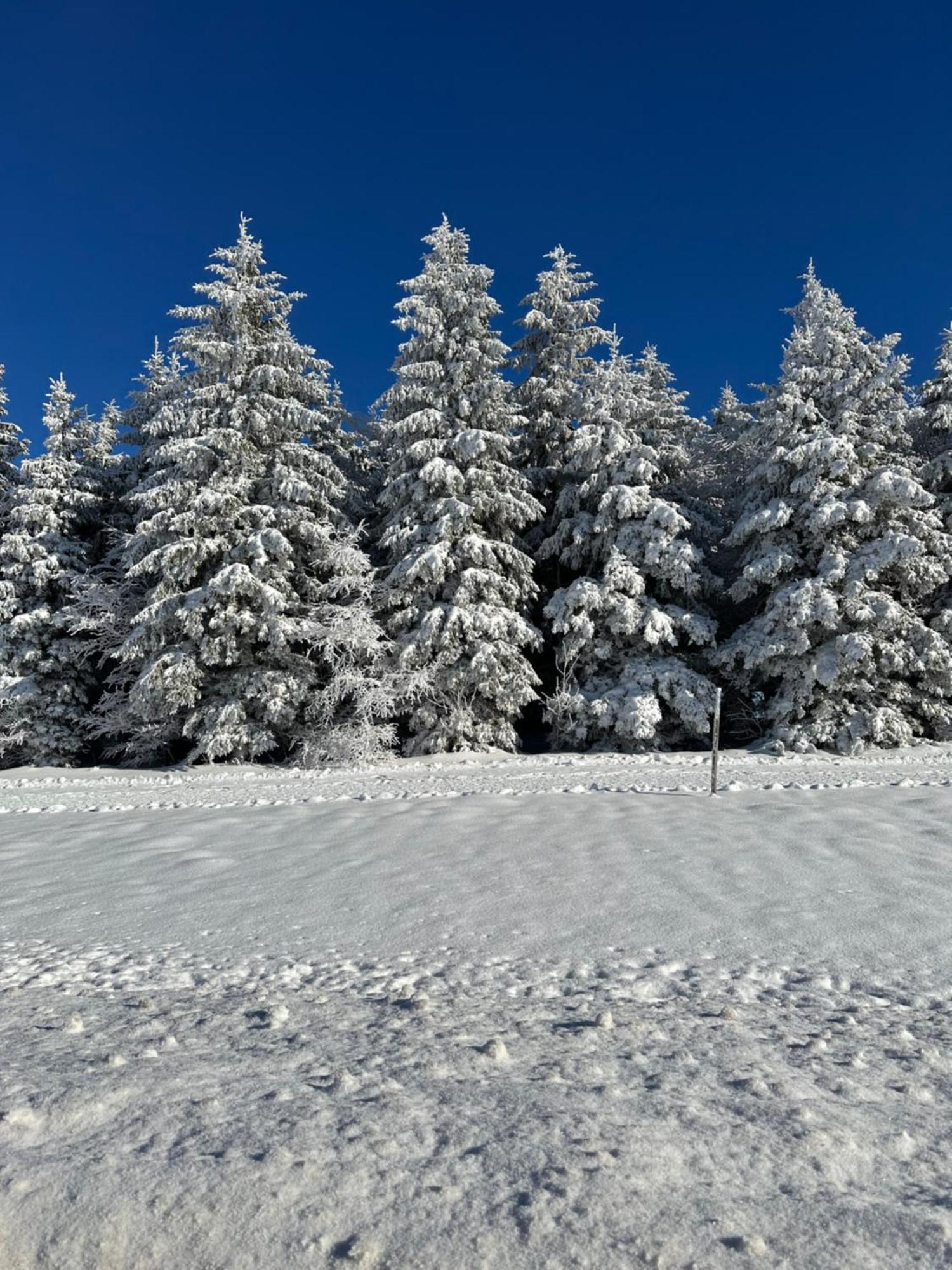 Apartment Bollenlodge - Mit Ausblick Und Lage Todtnau